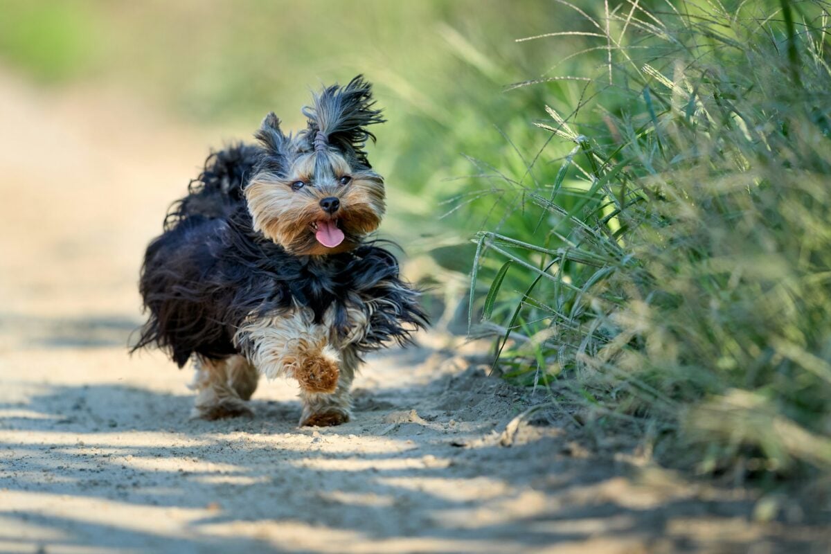 Adorable Yorkshire Terrier with a topknot joyfully running on a dusty path. Its playful energy and flowing fur capture a happy moment in nature. A cheerful companion enjoying an outdoor adventure.