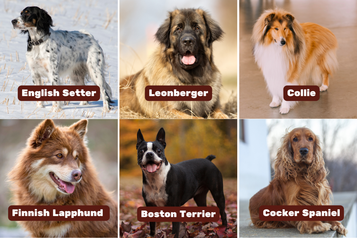 alternatives to high maintenance dogs