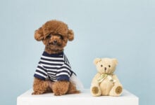 An adorable little teddy bear dig breed, a poodle, sitting next to a teddy bear toy on a blue background.