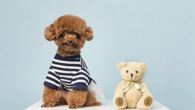 An adorable little teddy bear dig breed, a poodle, sitting next to a teddy bear toy on a blue background.