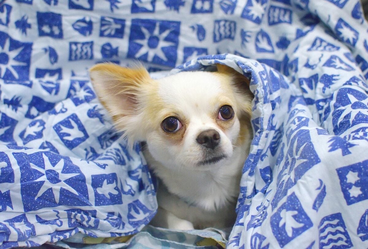 A Chihuahua covered by a blue blanket.