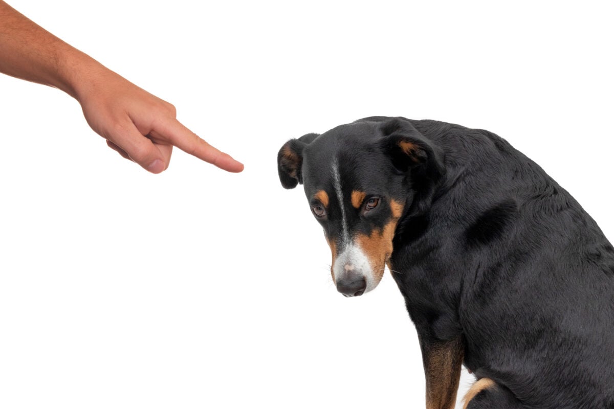 Bad appenzeller dog, pushing by owner with finger pointing at him, isolated on white background