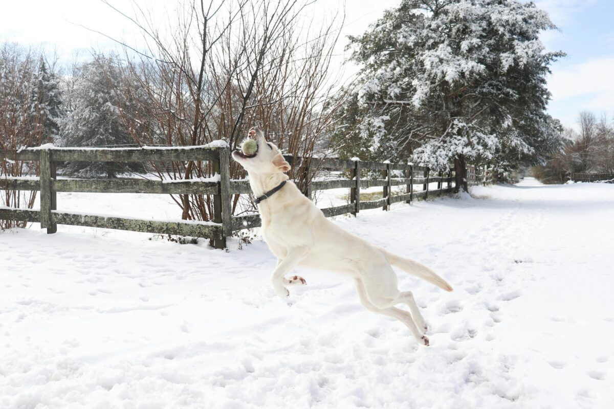 American Labrador Retriever jumping to catch ball in snowy yard.