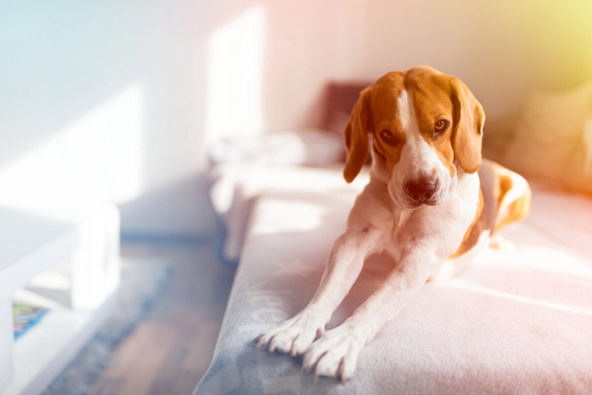 Beagle stretching on sofa in bright room.