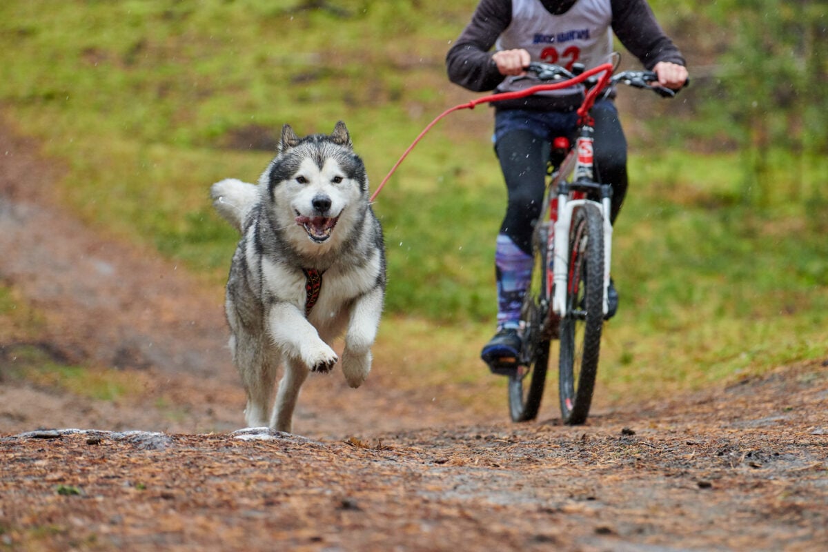Bikejoring dog mushing race.