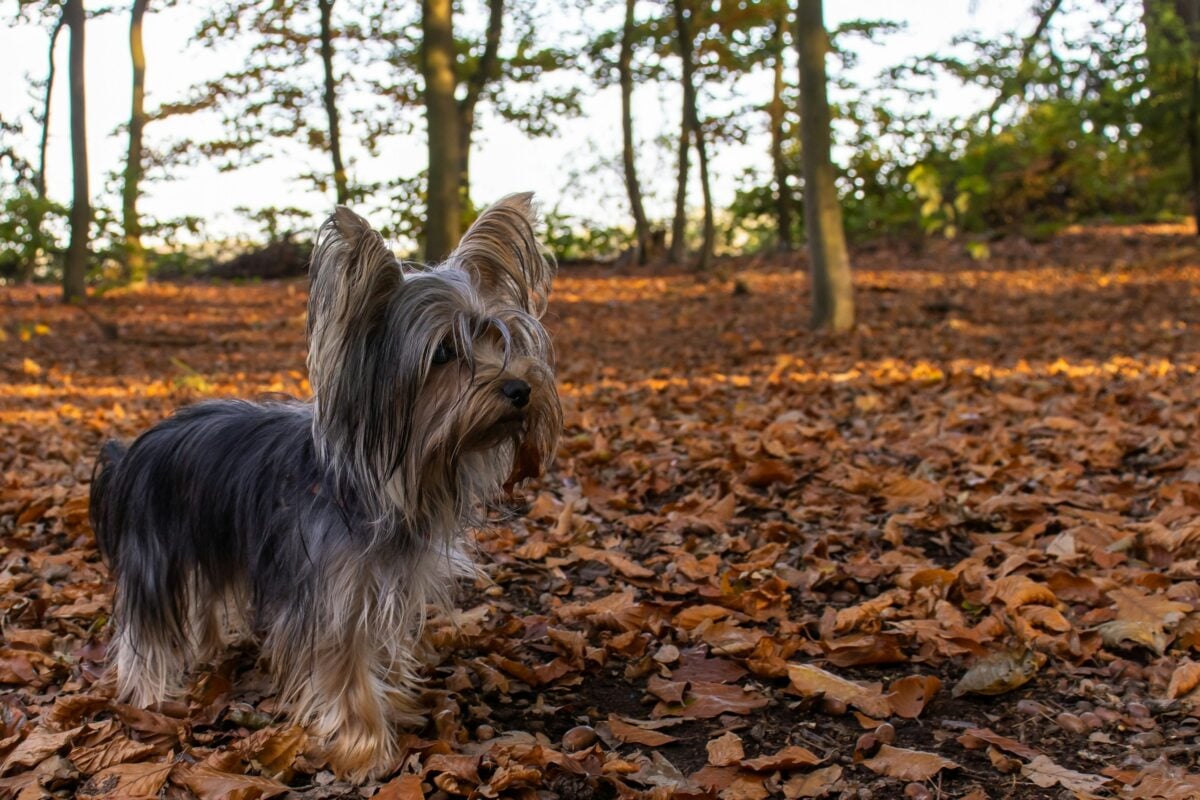 Yorkshire Terrier puppy outside on brown dried leaves during daytime.