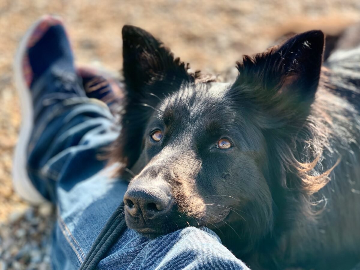 Black German Shepherd resting on Owners Leg on a Sandy Beach