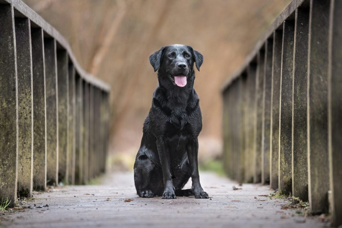Black Labrador Retriever sitting in between concrete railings in bridge.