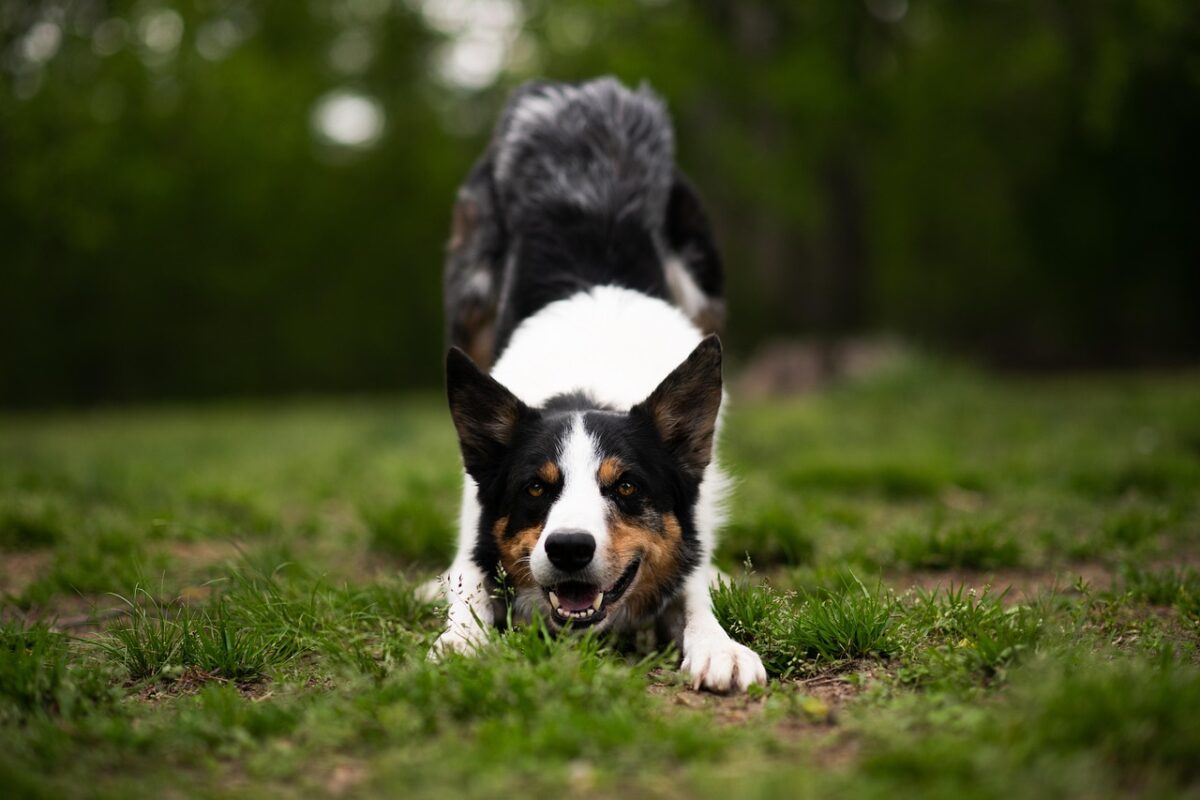 Border Collie dog in play bow on grass outside.
