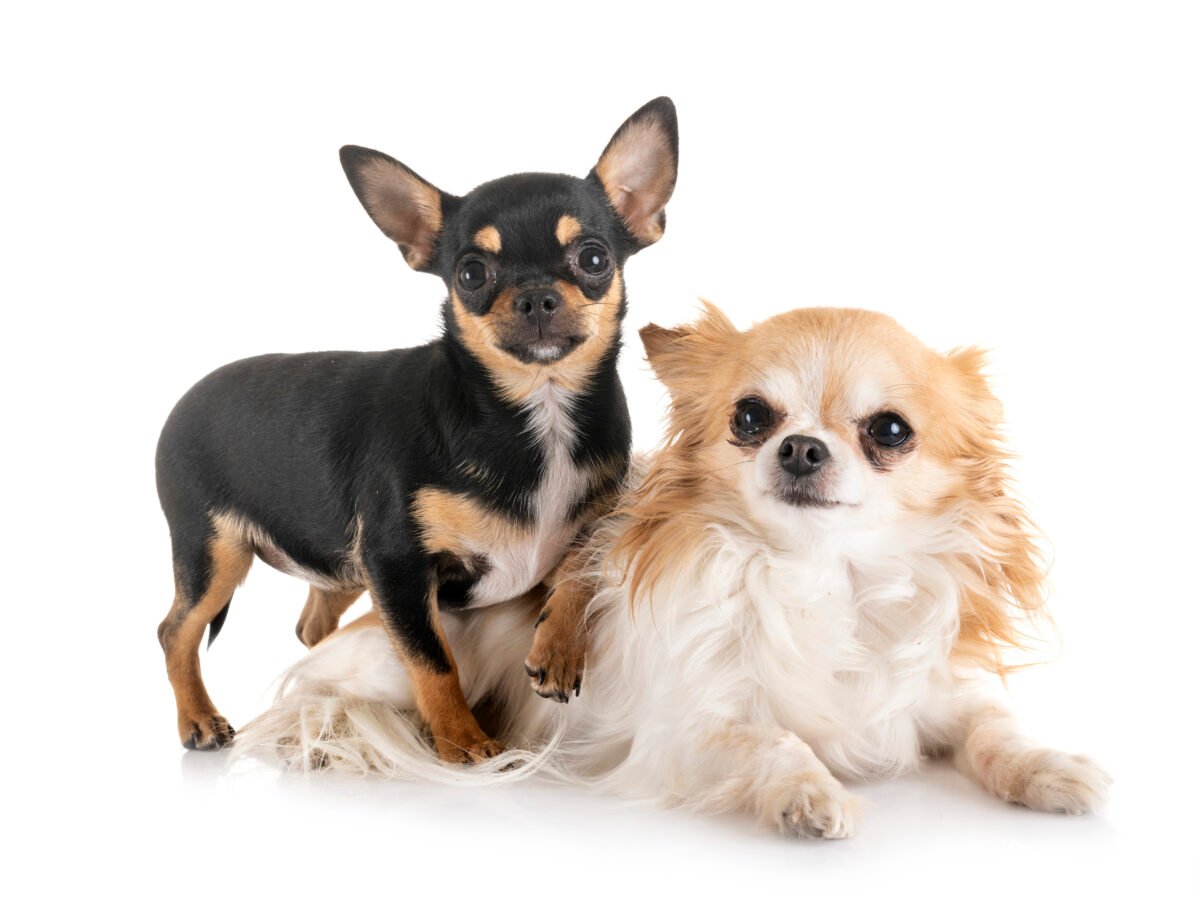 Two Chihuahuas side by side, ne long-haired and one short-haired.
