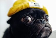 Derp. Instagram (@toshi.dog)