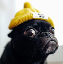 Derp. Instagram (@toshi.dog)