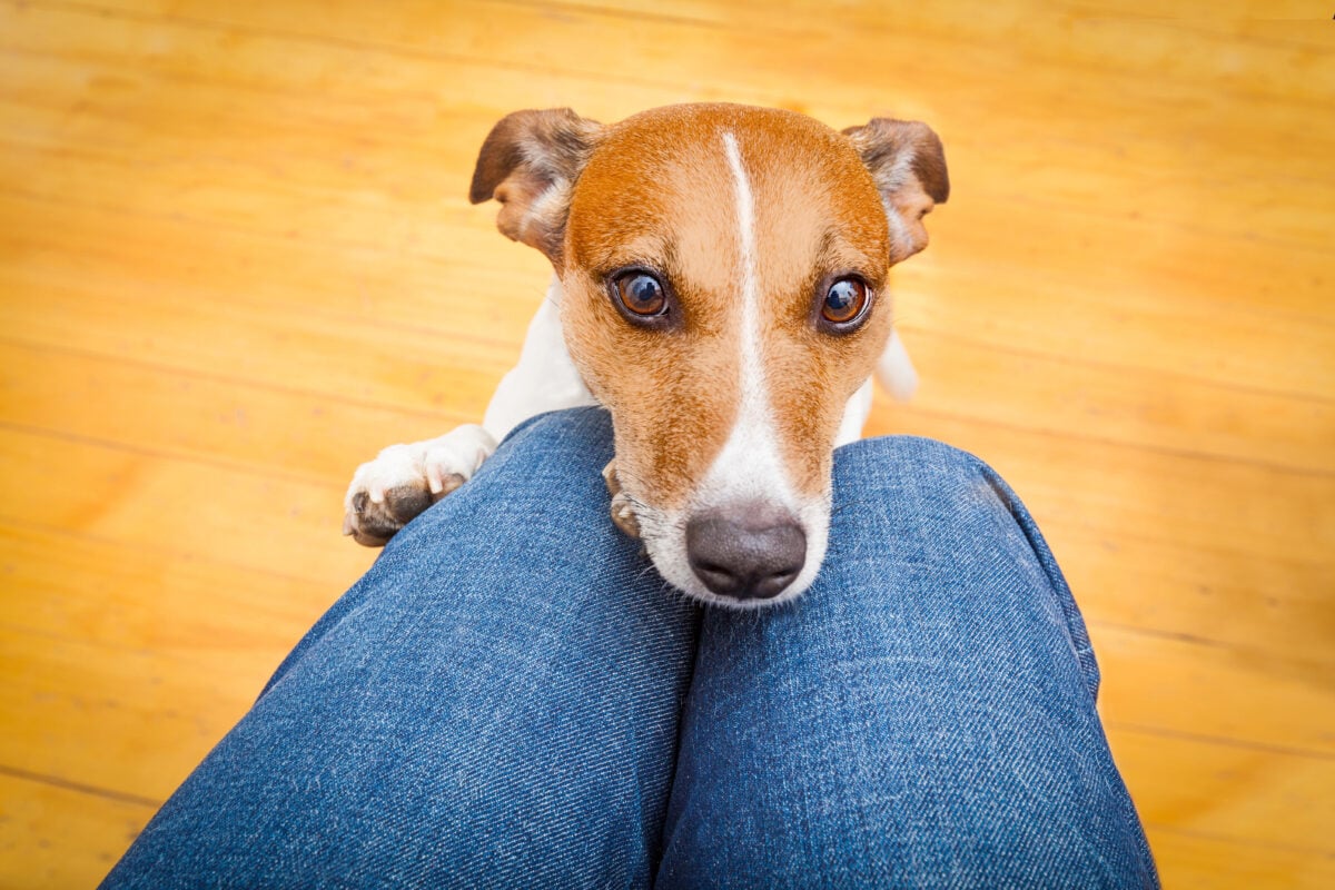 Jack Russell with head on owner's knees making eye contact.