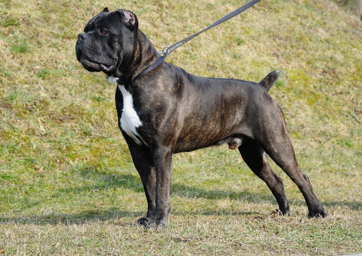 Profile of brindle Cane Corso dog standing at attention.
