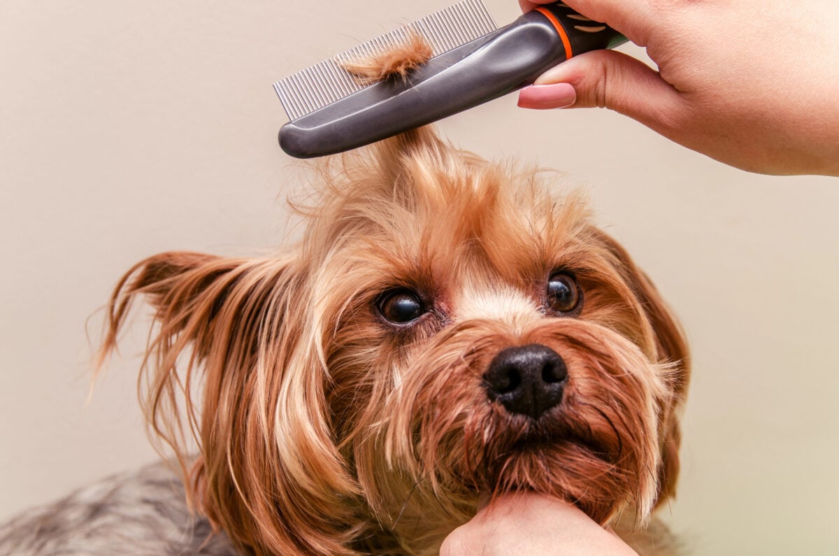 Close-up of Yorkshire Terrier being grooming with comb being brushed through hair.