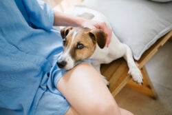 Dog Jack Russell terrier put the head on the lap of the owner girl in blue shorts. Looking up to the camera with jealousy and protection guard eyes