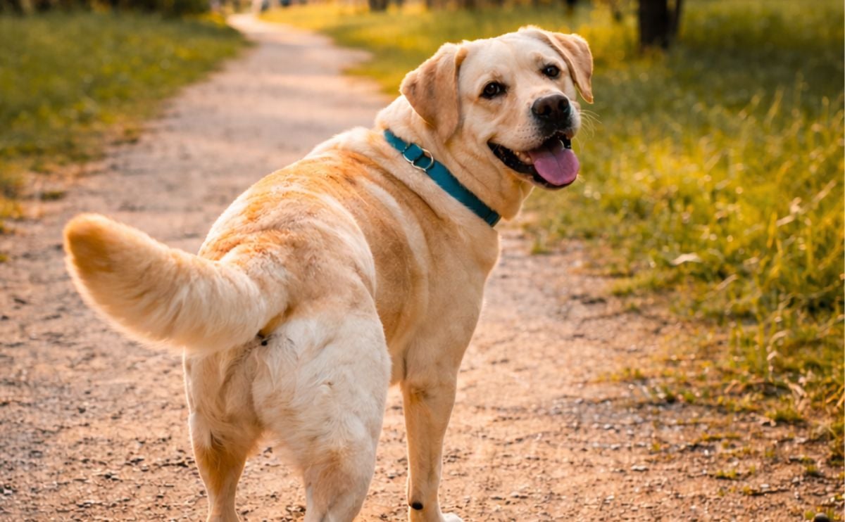 Golden Retriever looking back at owner on a walk outside.