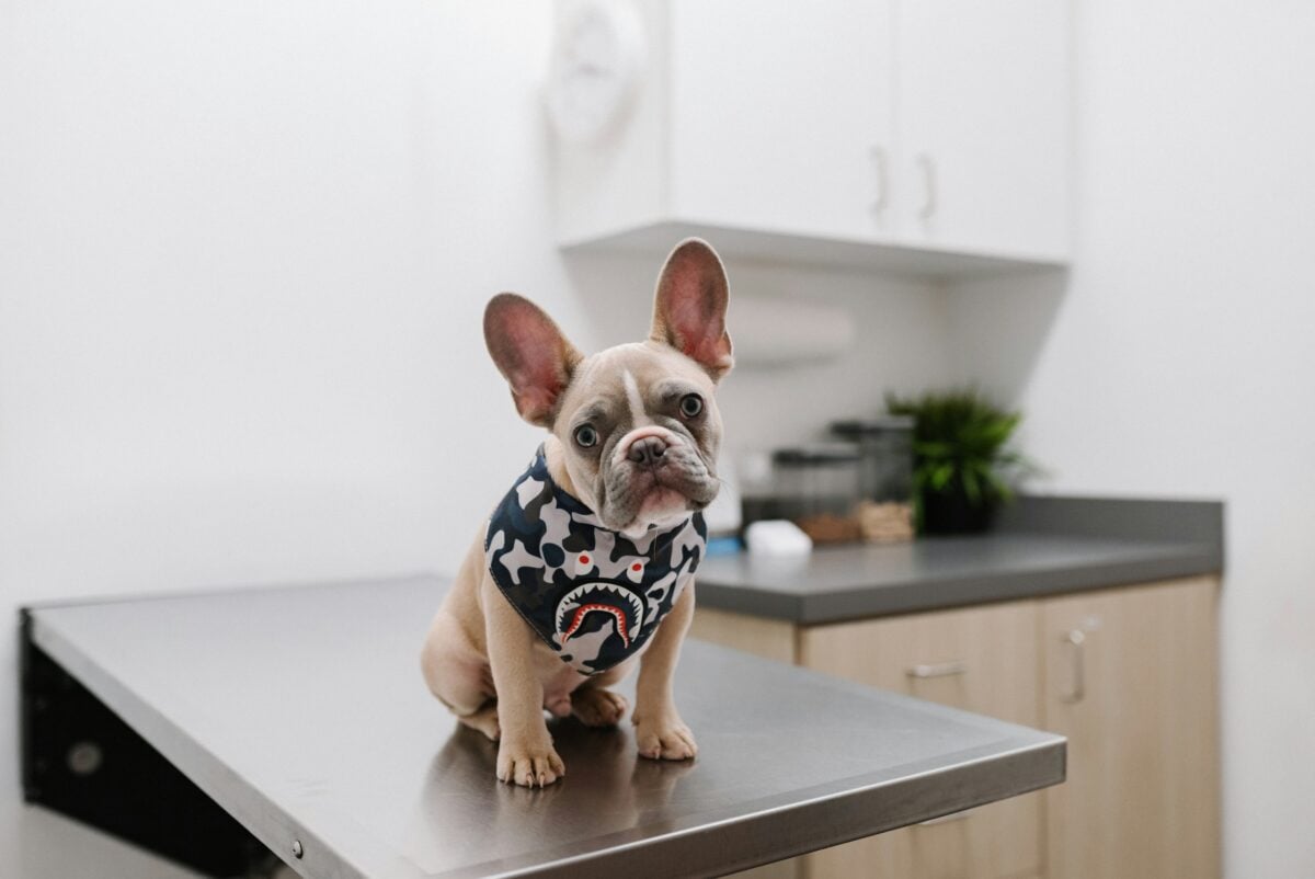 Cute little dog sitting on a vet's exam table looking at the camera.