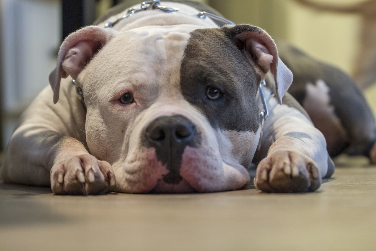 dog, pitbull, bully, big dog, canine, brown dog, brown puppy