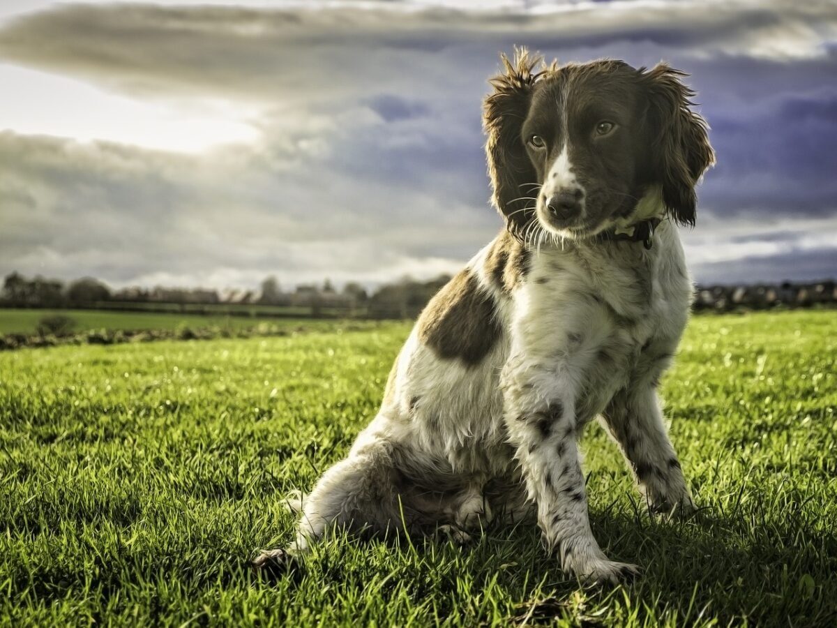 Springer Spaniel sitting in a field.