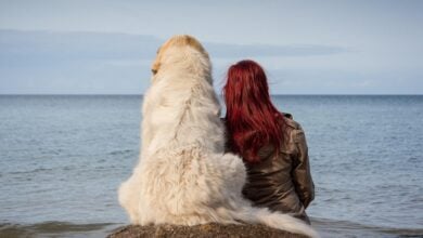 Female owner and dog sitting on a rock together looking away from camera at the sea.