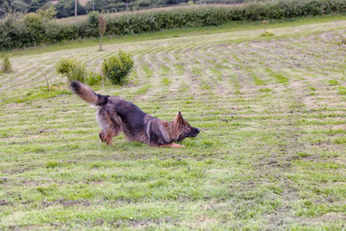 German Shepherd dog doing a play bow on grass.