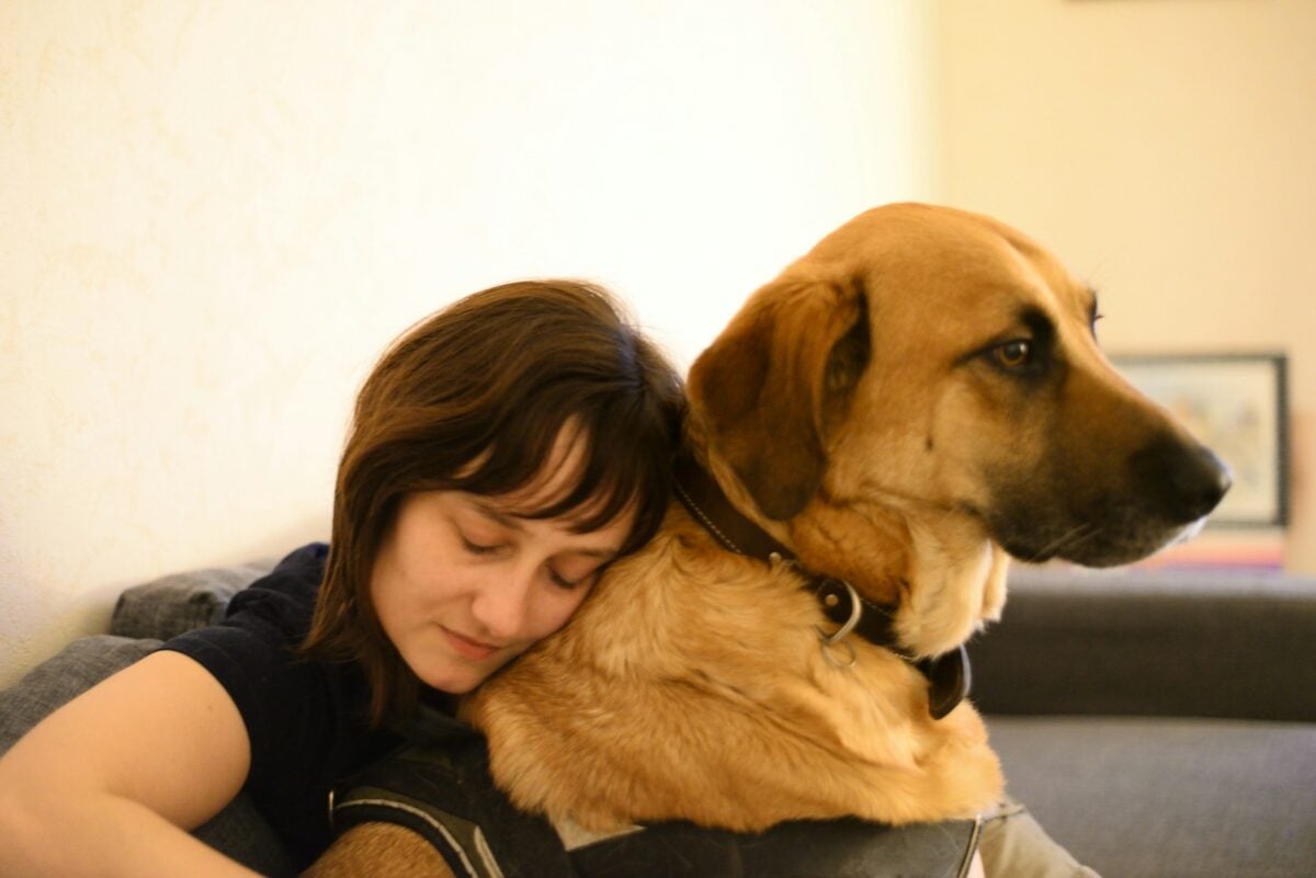 Brown dog sitting on the lap of female owner looking sad.
