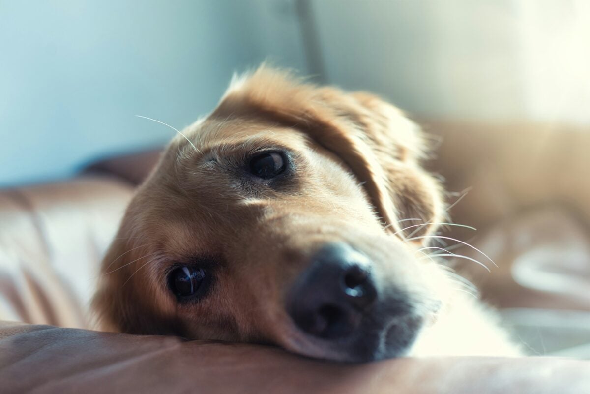 Golden retriever on sofa.