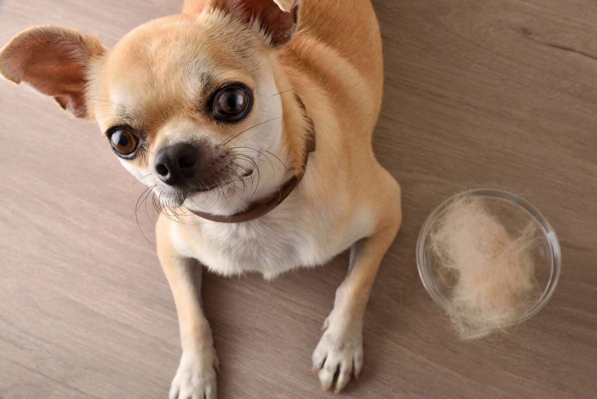 A Chihuahua sitting next to a glass bowl full of hair.