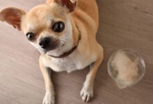 A Chihuahua sitting next to a glass bowl full of hair.