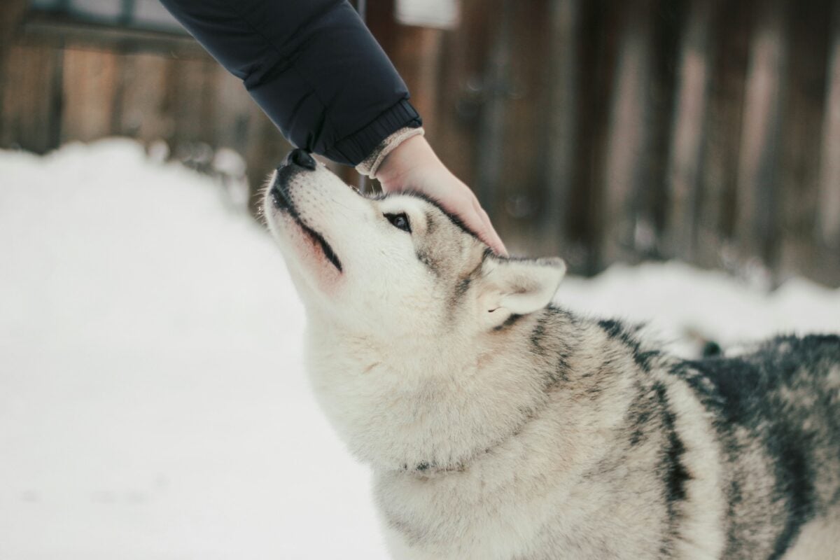 Husky being pet.