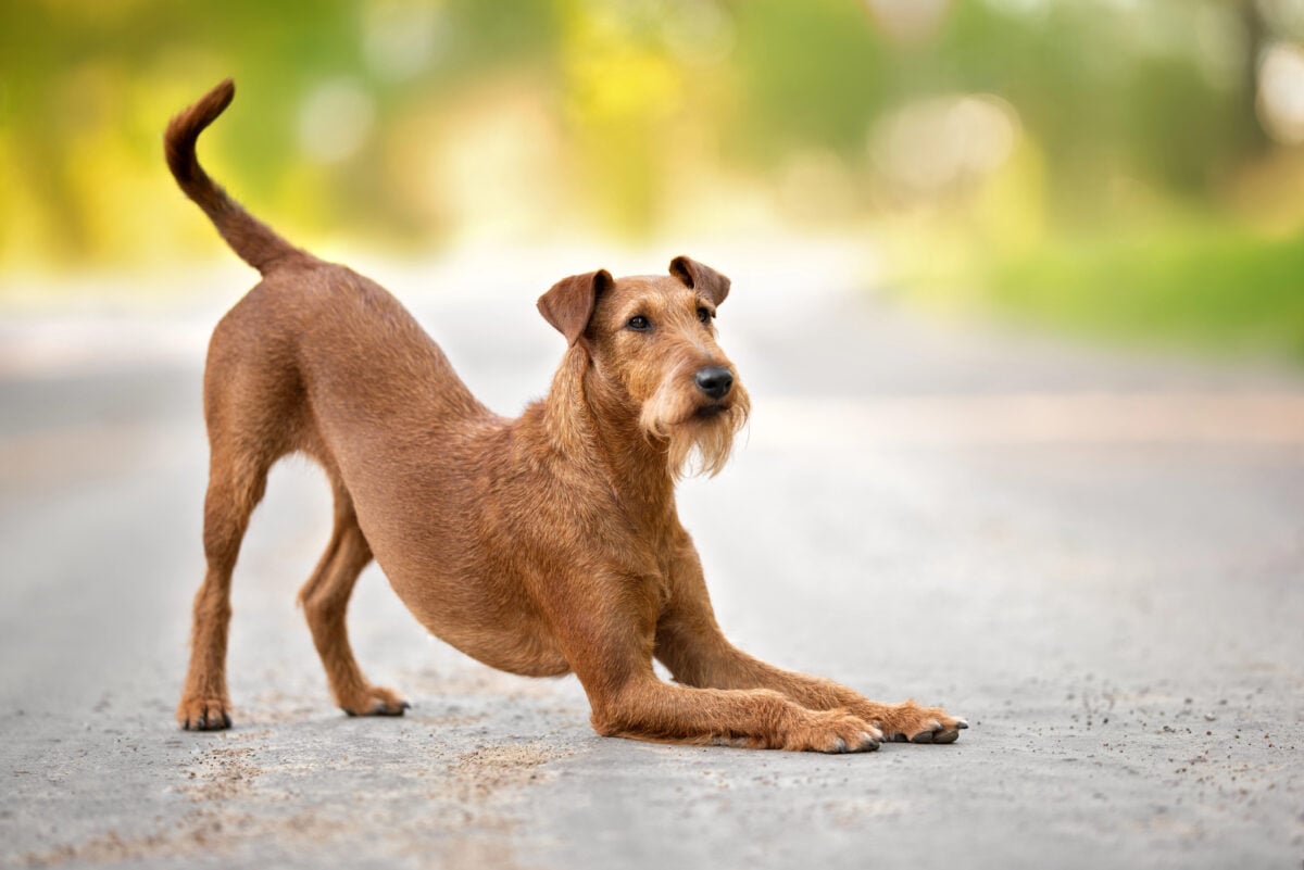irish terrier dog bows down outdoors in summer