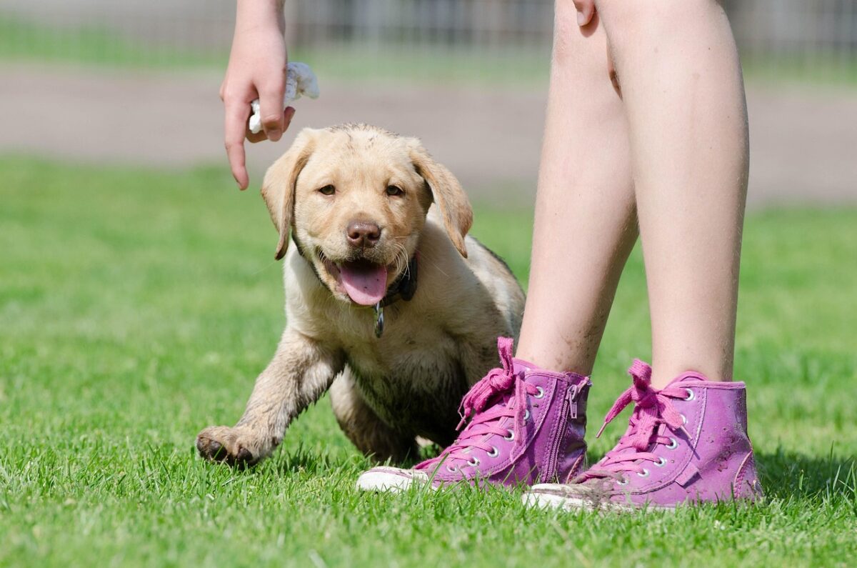 Labrador puppy in training.