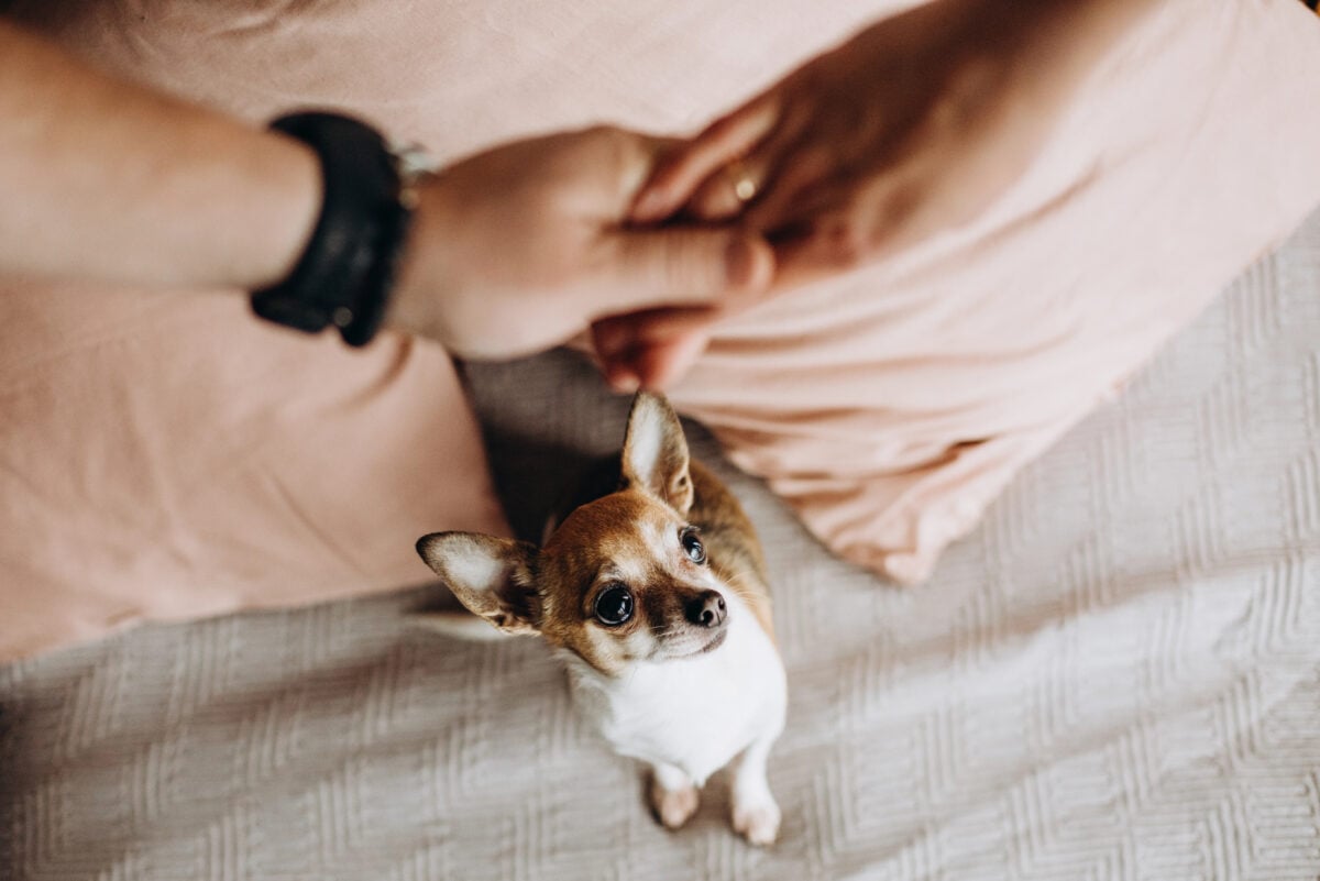 Little doggie jealously looks up a two people holding hands.  