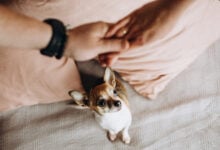 Little doggie jealously looks at couple holding hands.