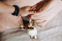 Little doggie jealously looks at couple holding hands.