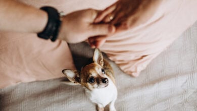 Little doggie jealously looks at couple holding hands.