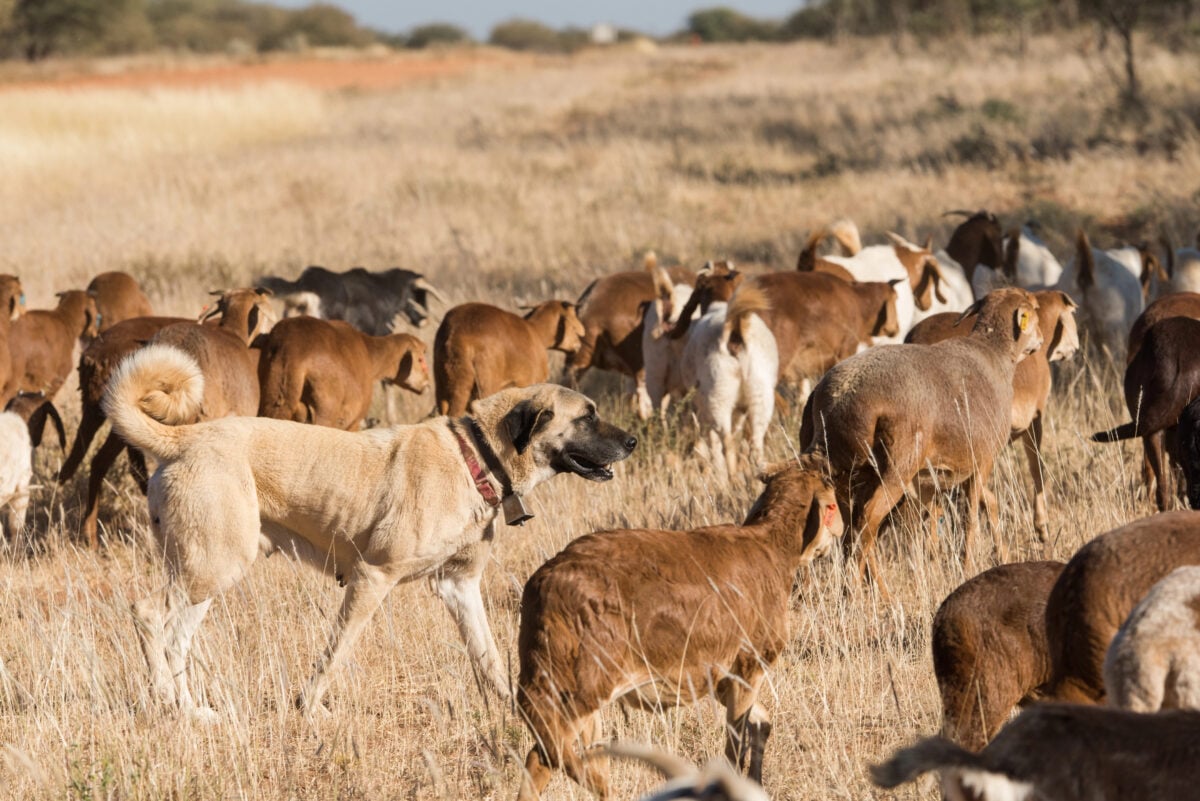 Kangal guarding livestock herd.