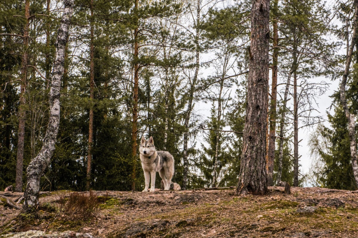 Malamute dog in autumn forest.