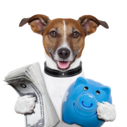 Dog holding cash and a piggybank.