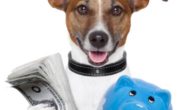 Dog holding cash and a piggybank.