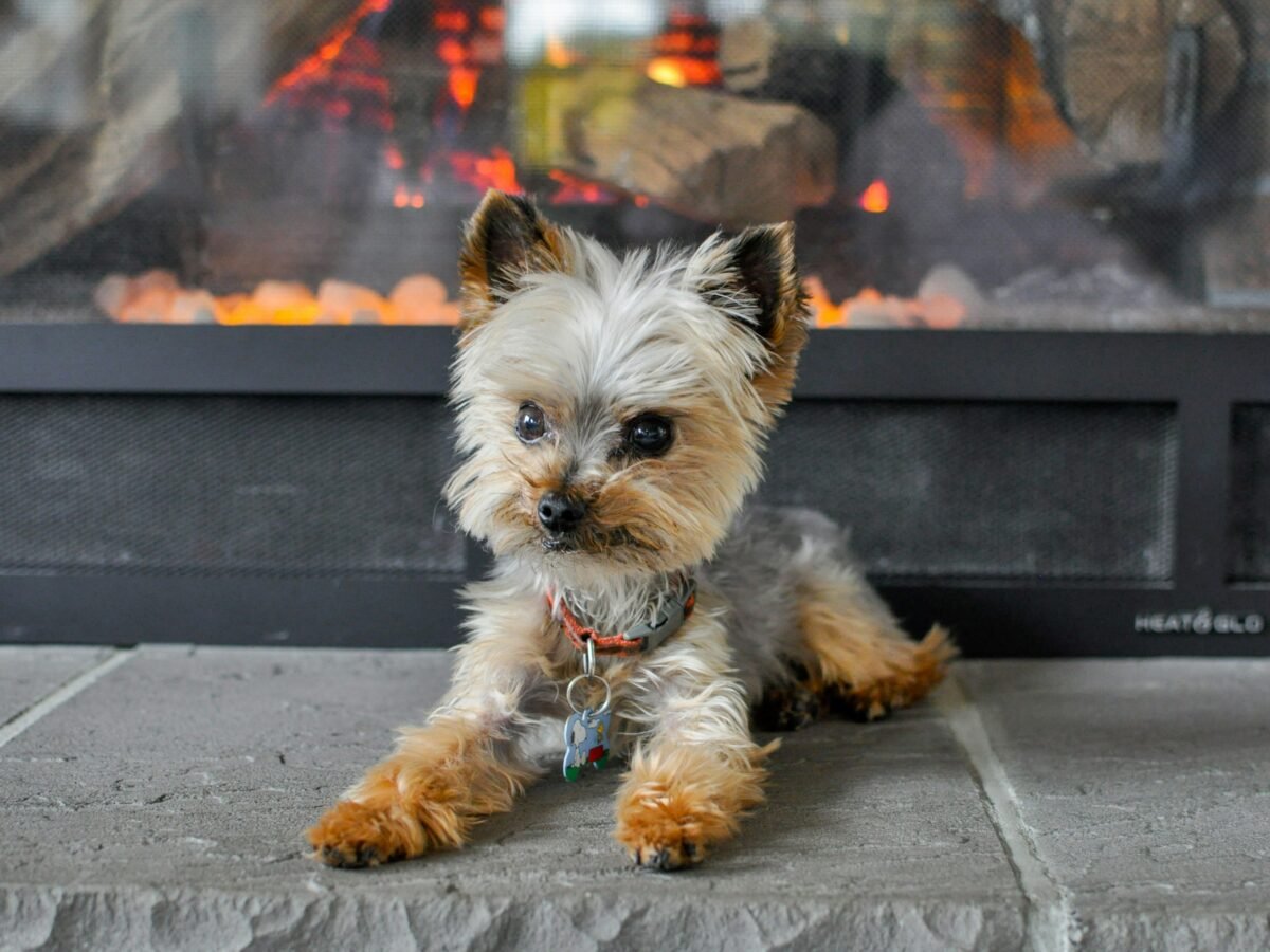 Teacup Yorkie lying by fire.