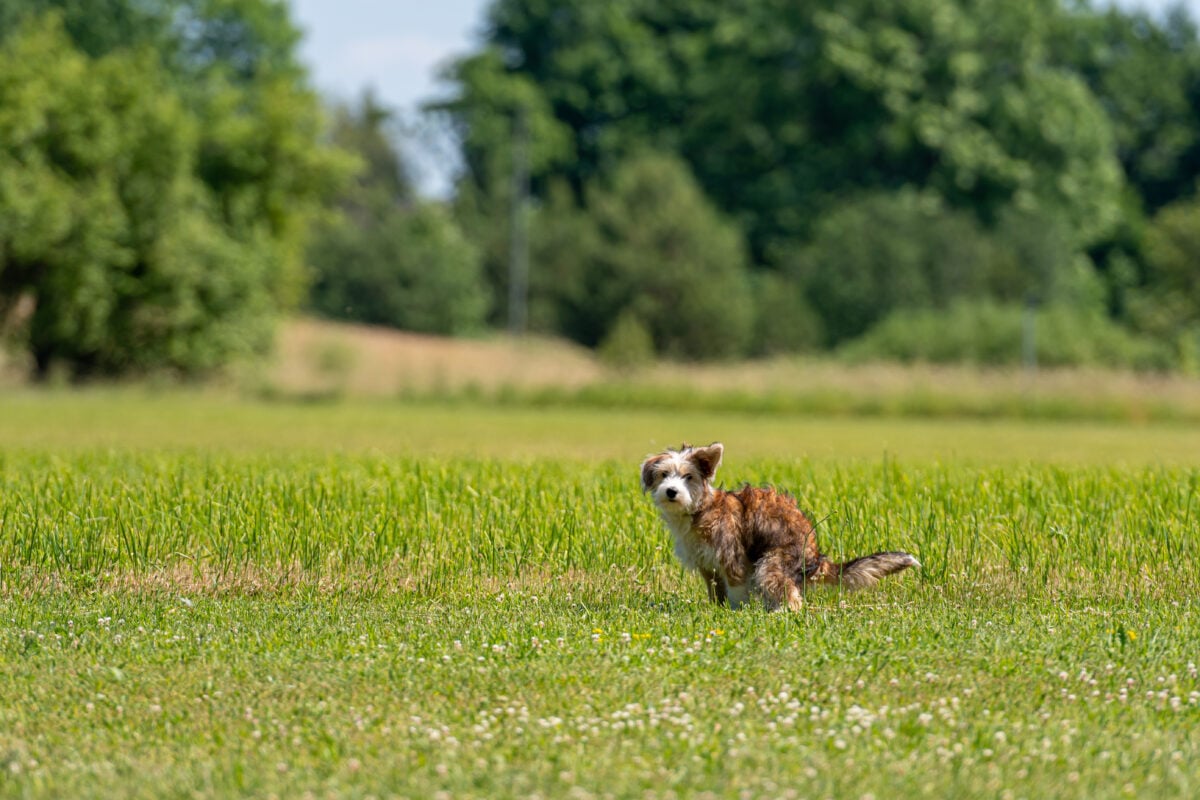 Mixed breed dog pooping in the grass on a sunny summer day.