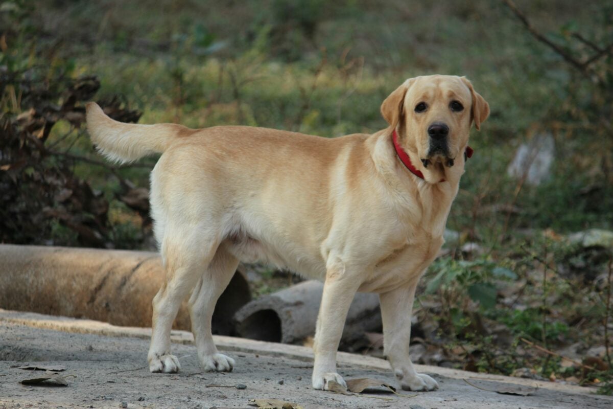 Overweight English Labrador standing outside.