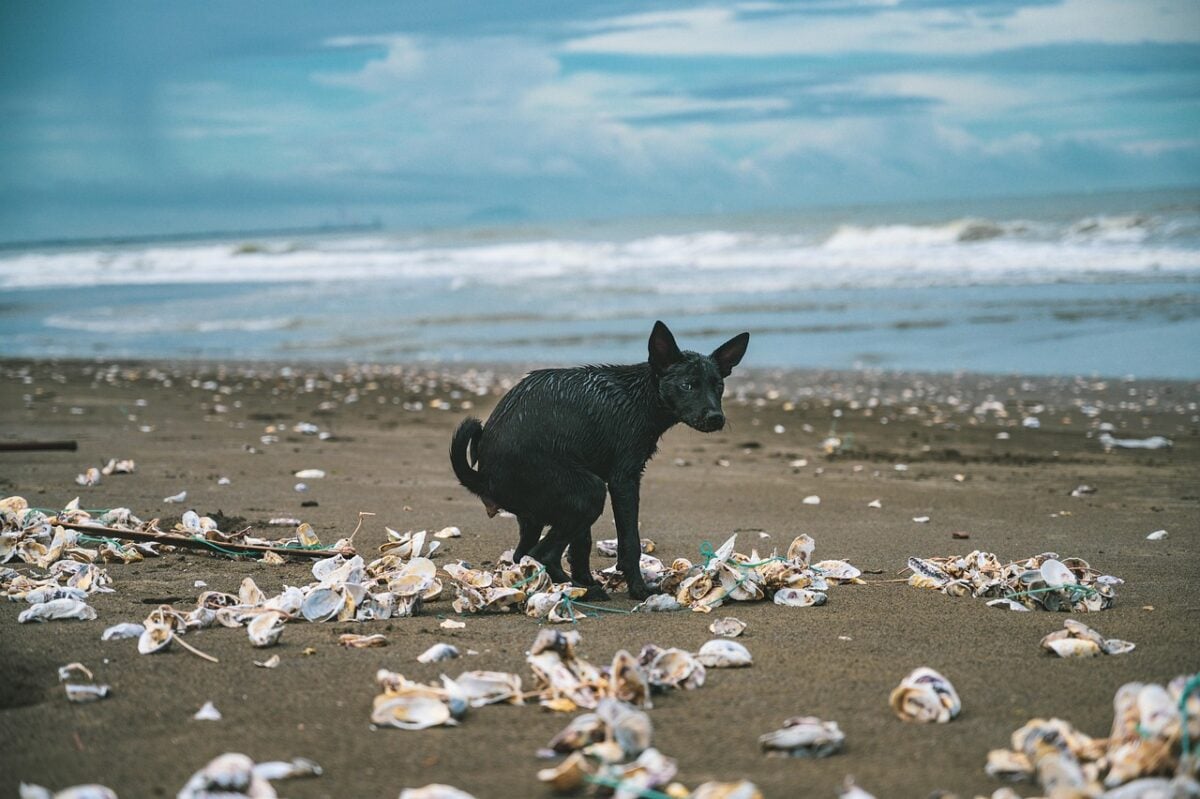 Dog pooping on beach, looking over shoulder to make eye contact with owner.