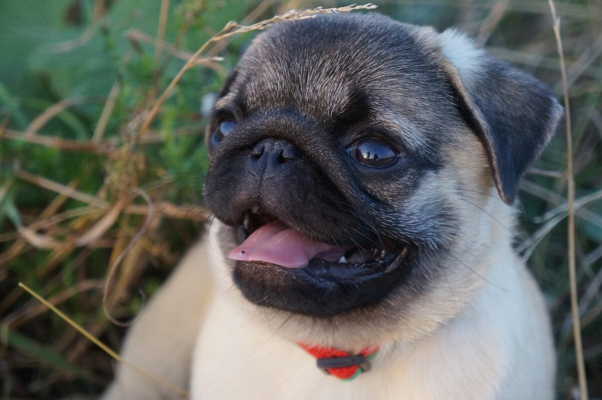 A cute young Pug closeup with tongue out.
