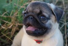 A cute young Pug closeup with tongue out.