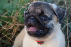 A cute young Pug closeup with tongue out.