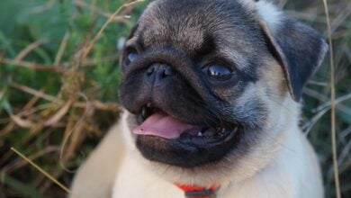 A cute young Pug closeup with tongue out.