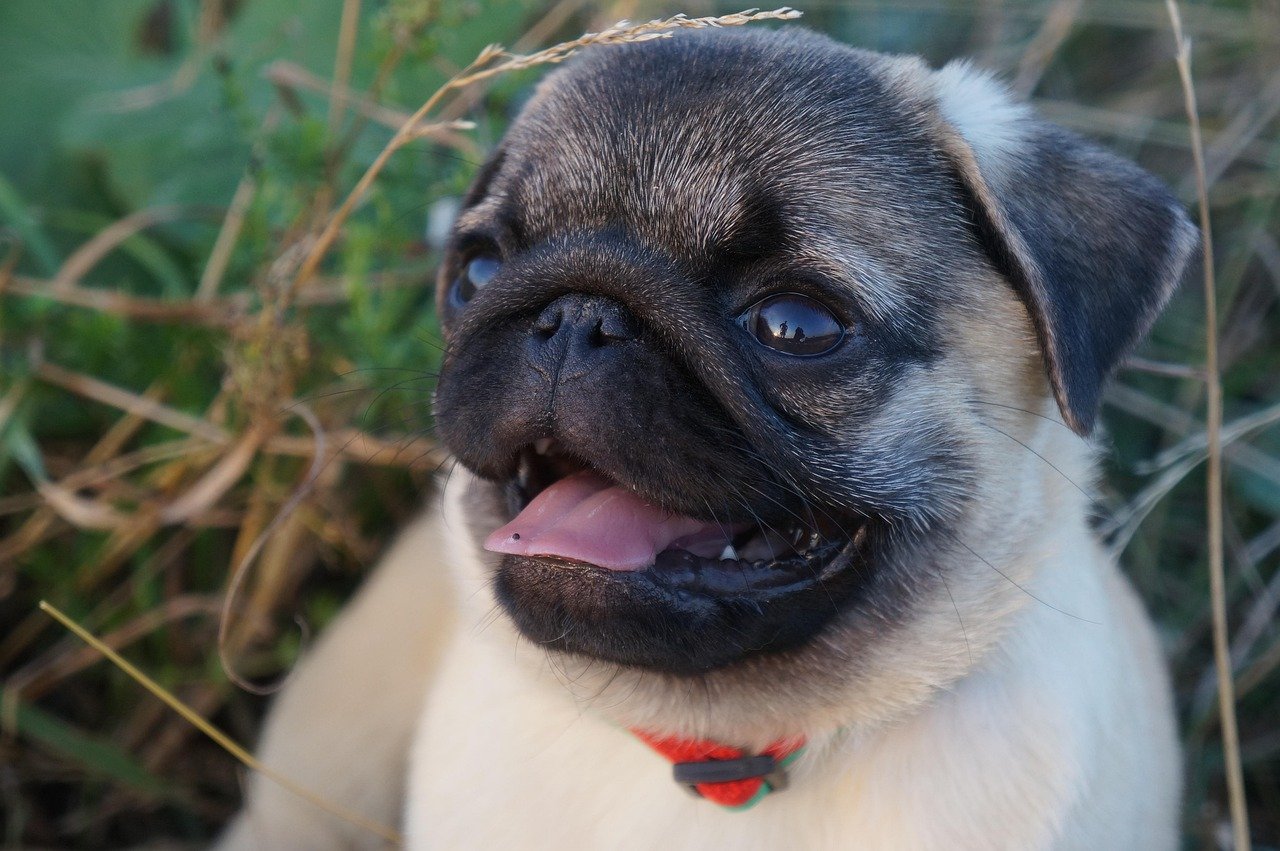 A cute young Pug closeup with tongue out.